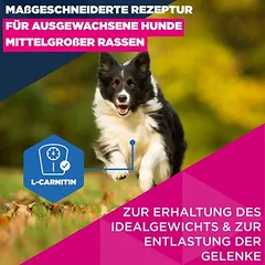 Eukanuba Premium Nutrition Mature Medium Breed su vištiena, sausas maistas šunims, > 10 kg — 4 nuotrauka