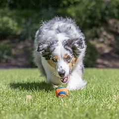 Chuckit! Ultra Ball kamuoliukas, žaislas šunims, Dydis L: 1 vnt., apie Ø 7,6 cm — 4 nuotrauka