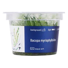 Akvariumo augalas Bacopa myriophylloides — 3 nuotrauka