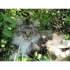 TRIXIE kombinuotas šukos su besisukančiais dantukais šunims ir katėms 2 x 22 cm — 3 nuotrauka