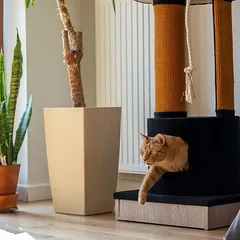 Ecomfy draskyklė Mega Jack, kreminė, 152cm — 3 nuotrauka