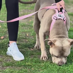 OURDOGSLIFE magnetinės šunų petnešos + 2 m pavadėlis (komplektas), S, juoda — 4 nuotrauka