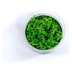Akvariumo augalas Limnophila Vietnam — 4 nuotrauka