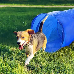Šuns žaislas Tunelis PET TOYS 871125226831 (48cm x 3m) — 3 nuotrauka
