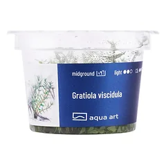 Akvariumo augalas Gratiola viscidula — 3 nuotrauka