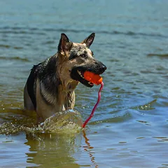 KONG Aqua plaukiojantis žaislas vidutiniams šunims su virve, M dydis — 3 nuotrauka
