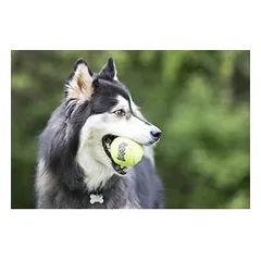 KONG Airdog Squeaker Tennis Ball M teniso kamuoliukas šunims su cypiančiu garsu, neabrazyvinis, 1 vnt. — 4 nuotrauka