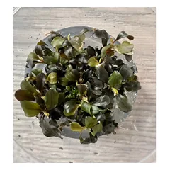 Akvariuminis augalas Bucephalandra Maya