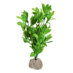 Augalas ant akmenuko XL — 3 nuotrauka