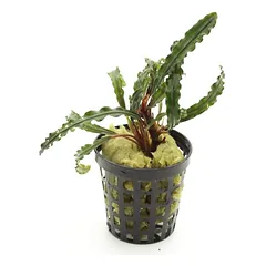 Bucephalandra Velvet