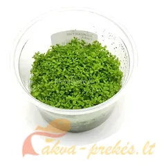 Hemianthus cuba INVs