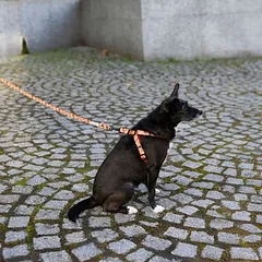 WARNER BROS Harry Potter petnešos Gryffindor, oranžinės, Vidutiniams 11–25 kg — 5 nuotrauka