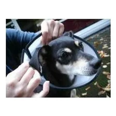 Flamingo Protective cone collar CAPO XS 18,5 cm — 5 nuotrauka
