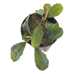 Bucephalandra Theia