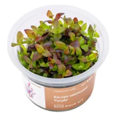 Akvariuminis augalas Bacopa salzmannii Purple