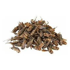 Trixie Crickets Dried 250 ml / 25 g — 2 nuotrauka