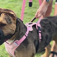 OURDOGSLIFE magnetinės šunų petnešos + 2 m pavadėlis (komplektas), M, rožinė — 5 nuotrauka