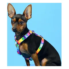 Dashi Betty You Back Harness - reguliuojamas šunų pakinktų apsaugos diržas, raštas iš Betty Boop serijos, XS — 2 nuotrauka
