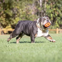 CHUCKIT! Air Fetch Football žaislas šunims, apie L 14 x Ø 7,6 cm — 5 nuotrauka