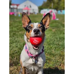 Šuns žaislas WAUDOG Red Ball