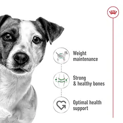 Royal Canin Mini Ageing 12+ sausas maistas šunims 1.5 kg — 4 nuotrauka