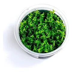 Akvariumo augalas Gratiola viscidula — 4 nuotrauka