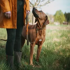 HUNTER antkaklis Wolmar BioThane® x oda, chaki/oranžinis, Vidutiniams 11–25 kg — 3 nuotrauka