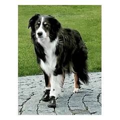 Trixie Dog Walker Active Protective Boots M-L N2 — 4 nuotrauka