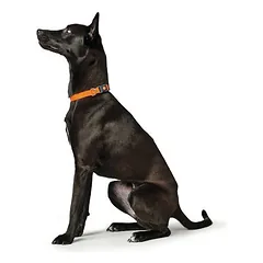 HUNTER antkaklis London, oranžinis, Vario Basic dydis M: 30 - 46 cm kaklo apimtis, 15 mm plotis — 3 nuotrauka
