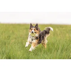 TRIXIE Ežys, TPR, 12 cm (pak.3) — 4 nuotrauka