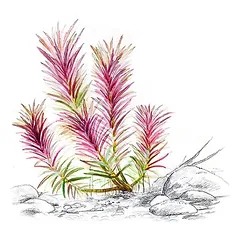 Akvariumo augalas Limnophila hippuridoides — 2 nuotrauka