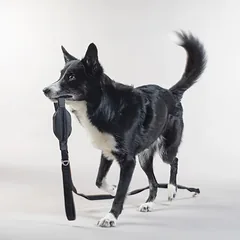 PAIKKA šviesą atspindintis pavadėlis šunims, juodas, 15 cmx180cm — 3 nuotrauka