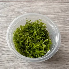 Akvariuminis augalas Micranthemum Monte carlo