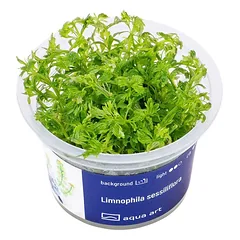 Akvariumo augalas Limnophila sessiliflora