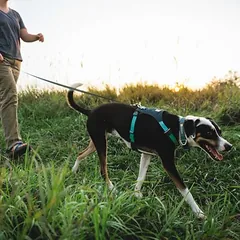 Ruffwear petnešos Hi & Light Harness, Basalt Grey, Labai dideliems > 45 kg — 4 nuotrauka
