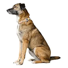 HUNTER antkaklis Malia, pilkšvai mėlynas/natūralus, Mažiems 5–10 kg — 2 nuotrauka