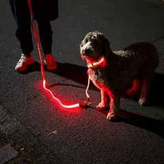 Nomad Tales Spirit USB LED pavadėlio ilgintuvas, oranžinis, Dideliems 26–45 kg — 5 nuotrauka