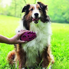 KONG ZoomGroom Boysenberry šunų kailio priežiūros šepetėlis, masažui ir plovimui — 3 nuotrauka