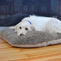 Pawz & Pepper pagalvė šunims Denver Ortho, Vidutiniams 11–25 kg — 4 nuotrauka