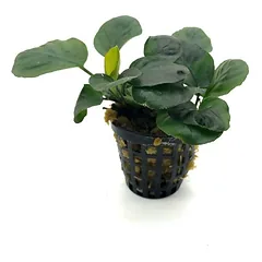 Anubias Rondo F