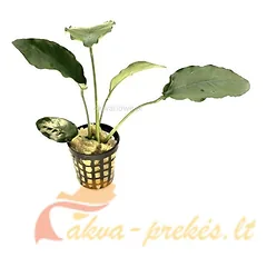 Anubias barteri