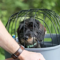 Trixie Friends on Tour dviračio krepšys bagažinei, Labai mažiems < 4 kg — 5 nuotrauka
