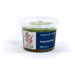Akvariumo augalas Rotala rotundifolia — 4 nuotrauka