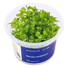 Akvariumo augalas Bacopa caroliniana