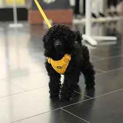 Rukka pavadėlis Tiny, geltonas, Mažiems 5–10 kg — 2 nuotrauka