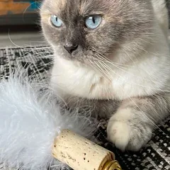 Kater Kasimir žaislas katėms Plunksnų kamuoliukas, 1 vnt. — 3 nuotrauka