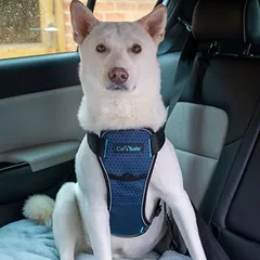 CarSafe smūgio testais išbandytos automobilio petnešos šunims, Mažiems 5–10 kg — 2 nuotrauka