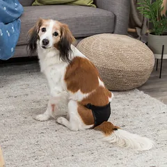 Trixie daugkartinio naudojimo apsauginės kelnaitės kalėms, juodos, įv. dydžių