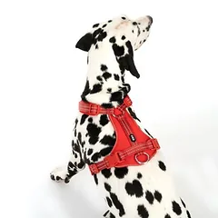 TIAKI Neoprene petnešos, raudonos, Dydis XL: 62 - 110 cm Krūtinės apimtis — 4 nuotrauka
