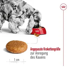 Royal Canin Medium Adult sausas maistas šunims, > 10 kg — 5 nuotrauka